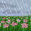 梅雨（つゆ）: The Beautiful Richness of Japanese Words for Rain